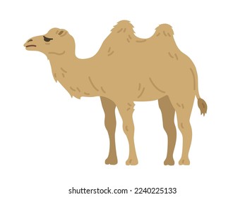Illustration of a Bactrian camel seen from the side.
