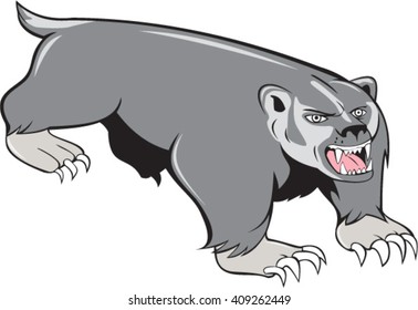 Illustration of a badger pouncing viewed from front set on isolated white background done in cartoon style. 