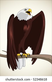 Illustration of bald eagle