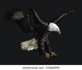 Illustration of a Bald Eagle isolated on a black background 