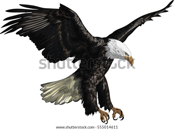Illustration Bald Eagle Isolated On White Stock Vector Royalty Free
