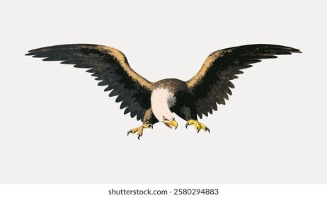 Illustration of a bald eagle with wings spread wide, showcasing its majestic presence. The eagle's sharp talons and fierce gaze emphasize its power and grace. Vintage bird illustration vector.