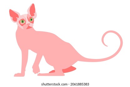 Illustration of a bald Sphinx cat. Isolated object on a white background.