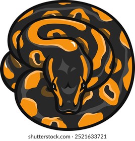 Illustration of Balling Curled Up on Its Own