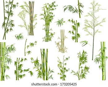 illustration with bamboo collection on white background