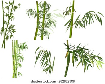 illustration with bamboo collection on white background