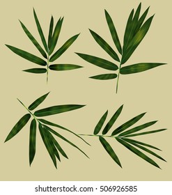 Illustration of   bamboo leaves set