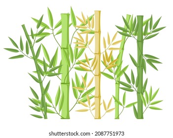 Illustration with bamboo on white background. Bamboo bush growth stages. Bambos tree life cycle animation plant phases. Green leaves.