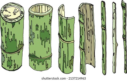 Illustration of bamboo on a white background. Bamboo, natural home and wild plants, ready to use, eps. For your design