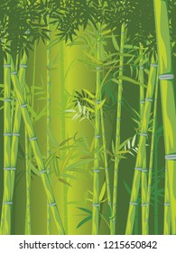 Illustration of bamboo trees, asian forest landscape background.