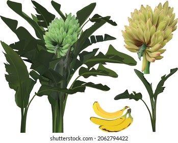 illustration with banana fruits and plants set isolated on white background