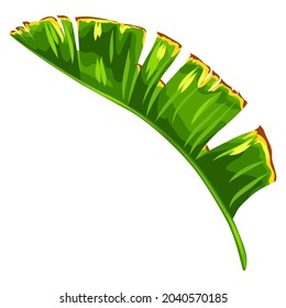 Illustration of banana palm leaf. Decorative image of tropical foliage and plant.