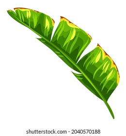 Illustration of banana palm leaf. Decorative image of tropical foliage and plant.