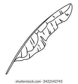 Illustration of banana palm leaf. Decorative image of tropical foliage and plant.