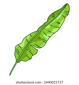 Illustration of banana palm leaf. Decorative image of tropical foliage and plant.
