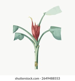 Illustration of a banana plant with green leaves and a red flower. Banana plant art with vibrant red flower. Green leaves and red flower on banana plant illustration. Vintage flower vector.