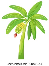 illustration of banana tree on a white background