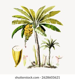 Illustration of banana trees with green leaves and yellow bananas. Includes detailed botanical elements like leaves and bananas. Vintage botanical style. Vintage fruit illustration vector.