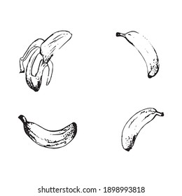 Illustration bananas black and white, Vector file, texture, no background, fruit, book sketches and pencil sketches.