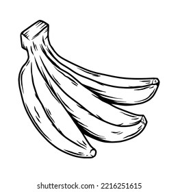 Illustration of bananas. Tropical fruits. Design element for poster, menu, banner, sign. Vector illustration