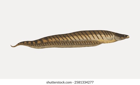 Illustration of a banded knifefish with a long, slender body and distinctive dark bands. The knifefish features a streamlined shape and banded pattern. Vintage fish illustration isolated, vector.