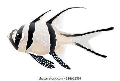 Illustration of a Banggai cardinalfish - Pterapogon kauderni