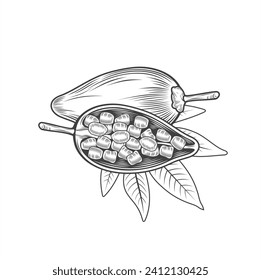 illustration of baobab fruit, vector art.