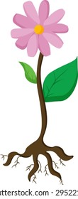 illustration of a bare rooted plant