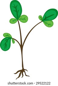 illustration of a bare rooted plant