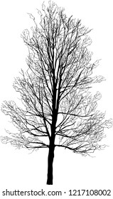 ilustración con árbol vacío aislado en fondo blanco