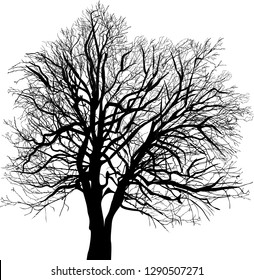 illustration with bare tree isolated on white background