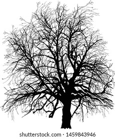 illustration with bare tree isolated on white background
