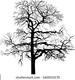illustration with bare tree isolated on white background