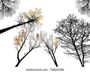 Illustration mit nackten Baumkronen einzeln auf weißem Hintergrund
