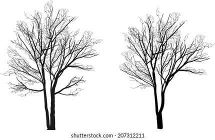 illustration with bare trees isolated on white background