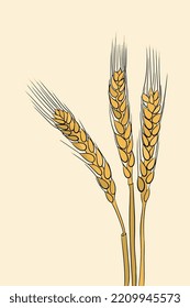Ilustración de cebada en vector de campo