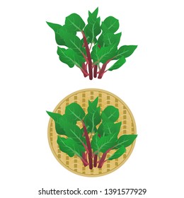 Illustration of the Basella alba
