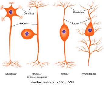 Illustration Basic Neuron Types Stock Vector Royalty Free 16053538