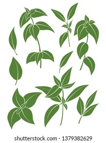 illustration of basil branches. Vector design. Perfect for packaging, textiles, menu design