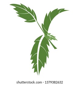 illustration of basil branches. Vector design. Perfect for packaging, textiles, menu design