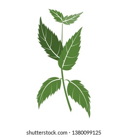 illustration of basil branches. Vector design. Perfect for packaging, textiles, menu design