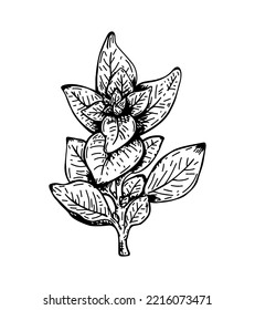 Illustration Basil, Sketch. Herbal Engraving.
