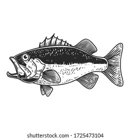 Illustration of bass fish in engraving style. Design element for logo, label, sign, poster, t shirt. Vector illustration