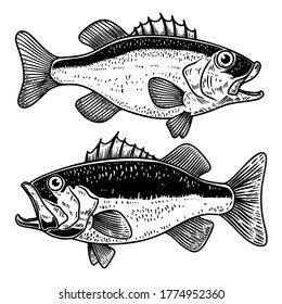 Illustration of bass fish in engraving style. Design element for logo, label, sign, poster, t shirt. Vector illustration