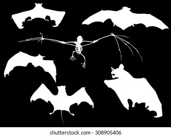 illustration with bat collection isolated on black background