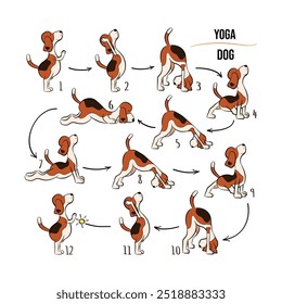 Illustration of a beagle dog demonstrating a full sequence of yoga poses, numbered for easy instruction. The playful cartoon highlights flexibility and mindfulness in a fun, step-by-step flow.