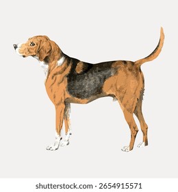 Illustration of a beagle dog, showcasing its distinct tricolor coat. The beagle stands in profile, highlighting its classic beagle features and beagle stance. Vintage pet illustration vector.