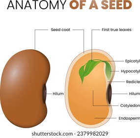 ilustración de anatomía de semillas de habas