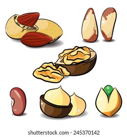 illustration Beans,seed Nuts on white