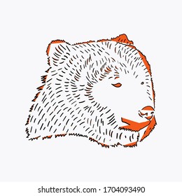 illustration of a bear head sketch on a white background